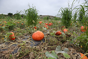 Pumpkins growing in a patch